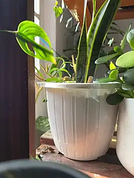 alburt 1996 online show from 12.31.24