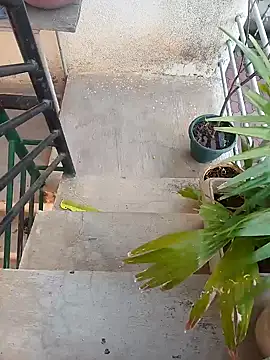 alixezara online show from 12.17.24