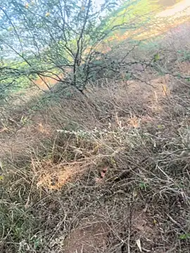 tamil000000 online show from 03.09.25