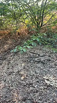 tamil000000 online show from 03.10.25