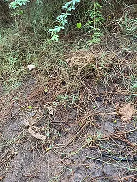 tamil000000 online show from 03.13.25