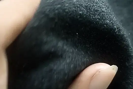 Telugu sollakaya online show from 12.02.24