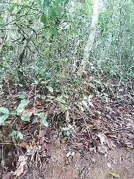 Danna-linyi online show from 03.01.25