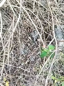 Snapshot of Guru2 chatting on 01.26.25 Guru2 online show from 01.26.25