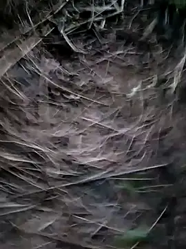 Snapshot of Guru2 chatting on 01.29.25 Guru2 online show from 01.29.25