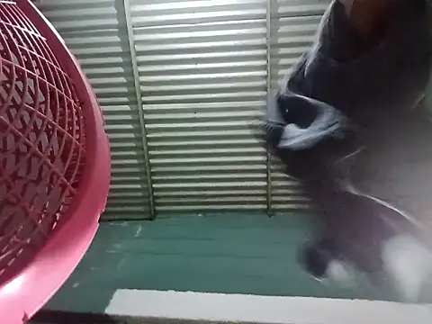 Rpra online show from 03.10.25