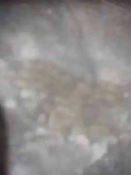 Feeroo11 online show from 04.16.26