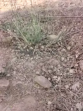 Snapshot of xmanrawan2 chatting on 03.16.26 xmanrawan2 online show from 03.16.26