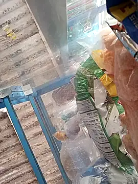 Lorenasex online show from 11.15.25