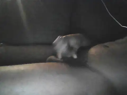 Snapshot of Bigcockjamaican876 chatting on 10.19.25 Bigcockjamaican876 online show from 10.19.25