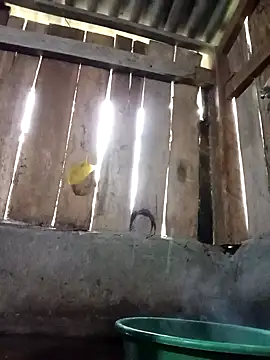 Ngocmi909 online show from 11.16.25