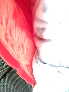 Snapshot of Hut_rotu_cute chatting on 01.12.26 Hut rotu cute online show from 01.12.26