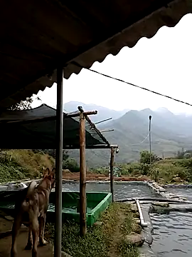 ngan-cute online show from 11.21.25