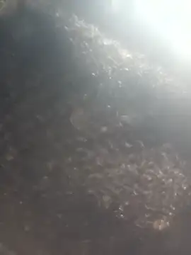 Hot era online show from 01.08.26