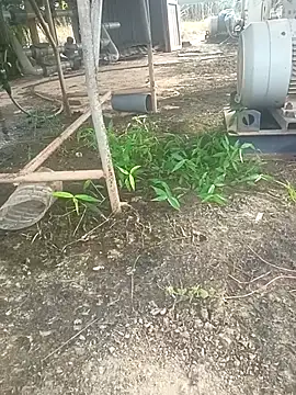 Snapshot of sima024 chatting on 11.11.25 sima024 online show from 11.11.25