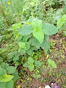 bigdaddyboy46 online show from 09.09.25