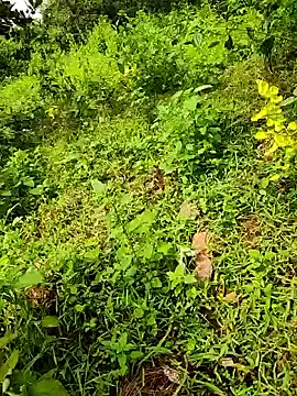 telugumodda4396 online show from 09.23.25