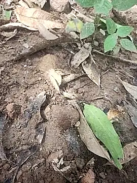 telugumodda4396 online show from 10.14.25