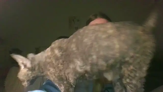 Cynoraye online show from 03.20.26