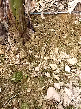 Snapshot of Sikici0734 chatting on 02.24.26 Sikici0734 online show from 02.24.26