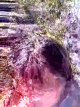 Snapshot of siusiu-00 chatting on 01.18.26 siusiu-00 online show from 01.18.26