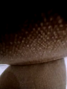 pino870 online show from 03.03.26