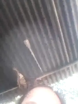 Snapshot of jacka_305 chatting on 01.11.26 jacka 305 online show from 01.11.26