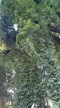 Snapshot of Horny_hippie chatting on 10.24.25 Horny hippie online show from 10.24.25