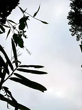 Snapshot of little-effy chatting on 01.17.26 little-effy online show from 01.17.26