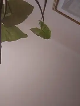 Snapshot of NickoHetero chatting on 01.13.26 NickoHetero online show from 01.13.26