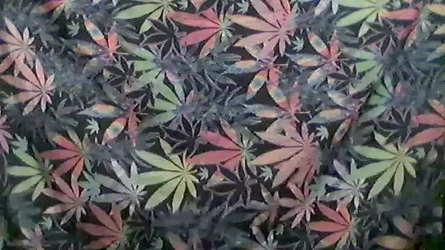 libraxxxstudios online show from 05.24.26