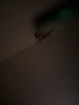 Snapshot of Valentinacouple chatting on 03.07.26 Valentinacouple online show from 03.07.26