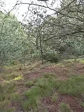 VALELUXX online show from 05.29.26