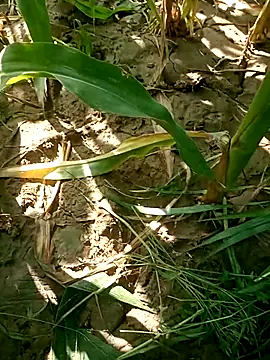 Priyanka380 online show from 05.08.26