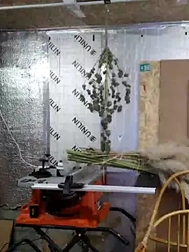 Snapshot of IronedTitan chatting on 12.12.24 IronedTitan online show from 12.12.24