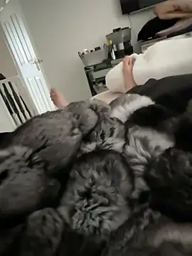 Furdale online show from 03.15.26