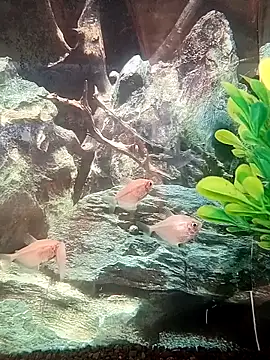 Novin4i20 online show from 09.20.25