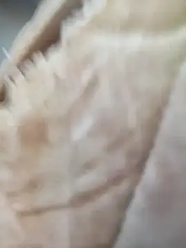 Snapshot of Comedordecu0289 chatting on 09.20.25 Comedordecu0289 online show from 09.20.25