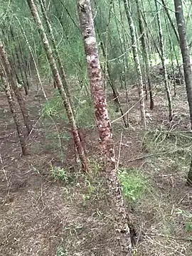 Gopal1243 online show from 10.19.25