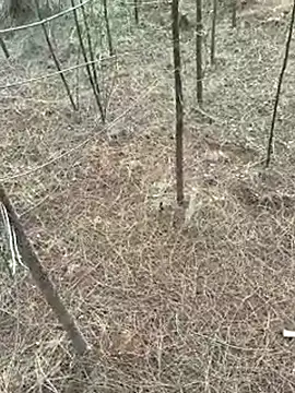 Gopal1243 online show from 04.09.26