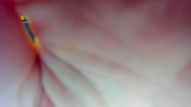 Katrina Minchels online show from 01.18.25