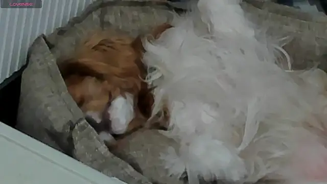 Peggy Beauty online show from 02.11.25